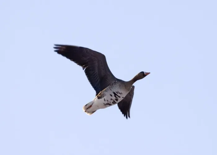 Framed Print : White-fronted Goose Anser albifrons adult February UK Framed Print : White-fronted Goose Anser albifrons adult February UK