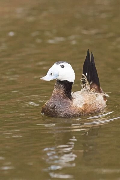White-headed Duck male displaying captive