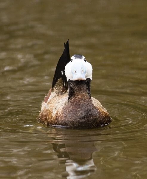 White-headed Duck male displaying captive