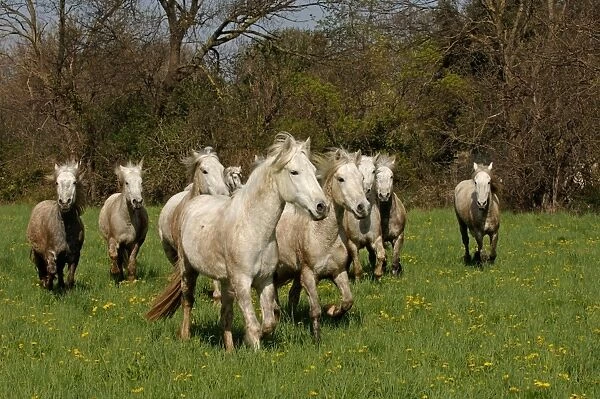 White Horses Camargue France April