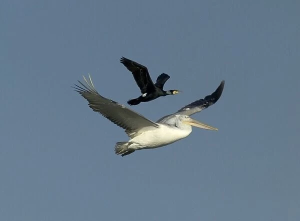 White Pelican, Pelecanus onocrotalus immature with Cormorant using the pelican to
