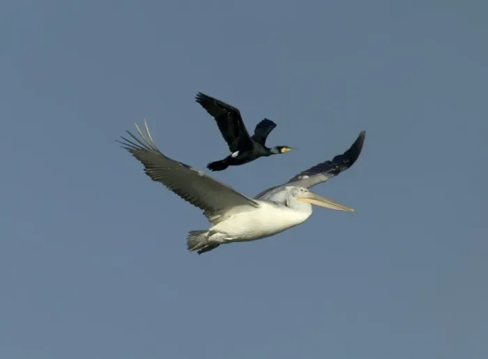 Framed Print : White Pelican, Pelecanus onocrotalus immature with Cormorant using the pelican to Framed Print : White Pelican, Pelecanus onocrotalus immature with Cormorant using the pelican to