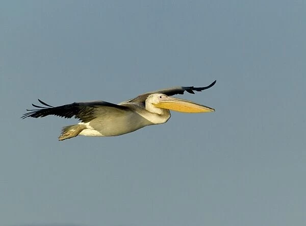 White Pelican Pelecanus onocrotalus immature Lake Kerkini Greece winter