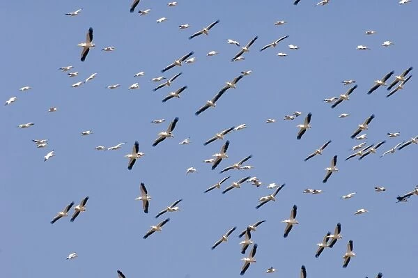 White Pelican Pelecanus onocrotalus thermalling flock over Lake Nakuru Kenya July