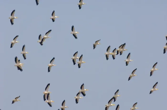 Framed Print : White Pelican Pelecanus onocrotalus thermalling flock over Lake Nakuru Kenya July Framed Print : White Pelican Pelecanus onocrotalus thermalling flock over Lake Nakuru Kenya July
