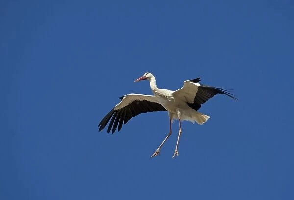 White Stork Ciconia ciconia coming in to land at nest Alfaro Spain June