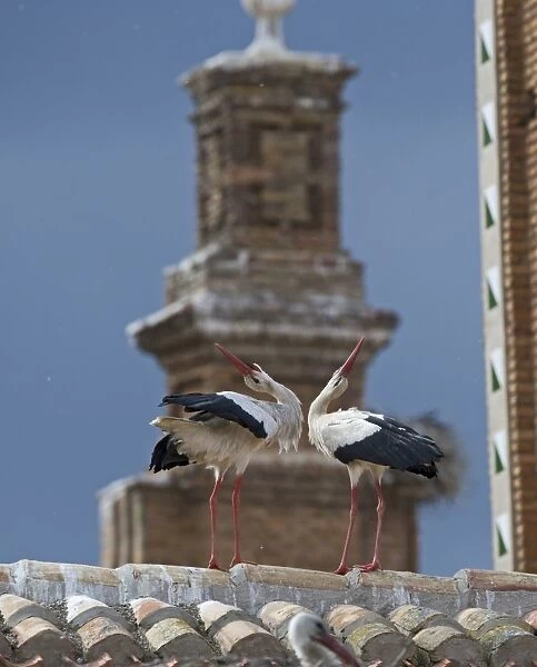 White Stork Ciconia ciconia displaying on cathedral roof Alfaro Spain June