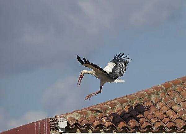 White Stork Ciconia ciconia landing on roof Alfaro Spain