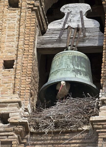 White Stork Ciconia ciconia nesting under cathedral bell Alfaro Spain