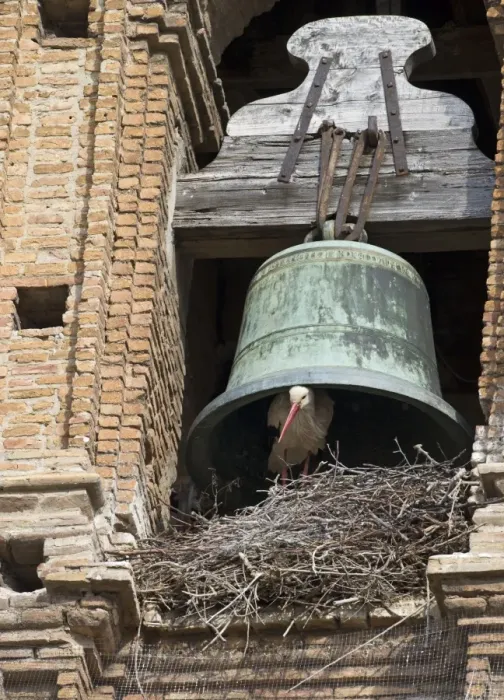 Framed Print : White Stork Ciconia ciconia nesting under cathedral bell Alfaro Spain