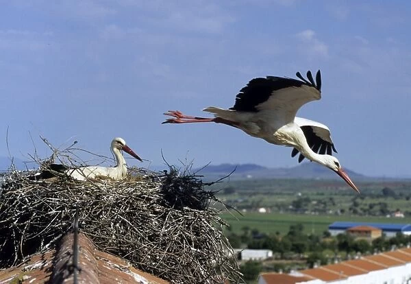 White Stork Ciconia ciconia pair with one leaving nest Spain summer