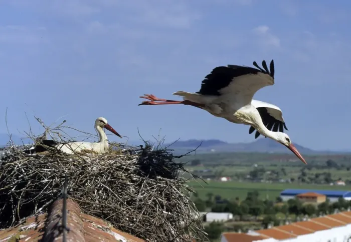 Framed Print : White Stork Ciconia ciconia pair with one leaving nest Spain summer
