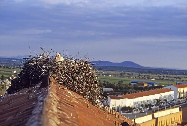 White Stork on rooftop nest in central Spain