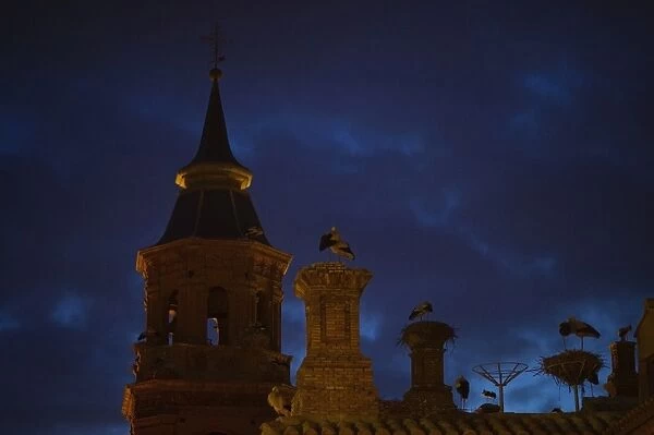 White Storks roosting at their nests on church in Alfaro Spain spring