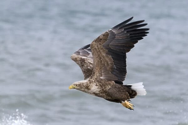 White-tailed Eagle (Sea Eagle) Haliaeetus albicilla Nemuro Channel Hokkaido Japan (Note