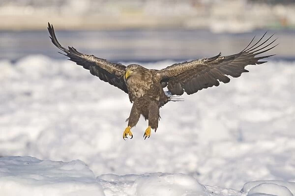 White-tailed Eagle (Sea Eagle) Haliaeetus albicilla adult coming in to land on ice