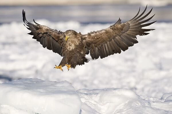 White-tailed Eagle (Sea Eagle) Haliaeetus albicilla adult coming in to land on ice