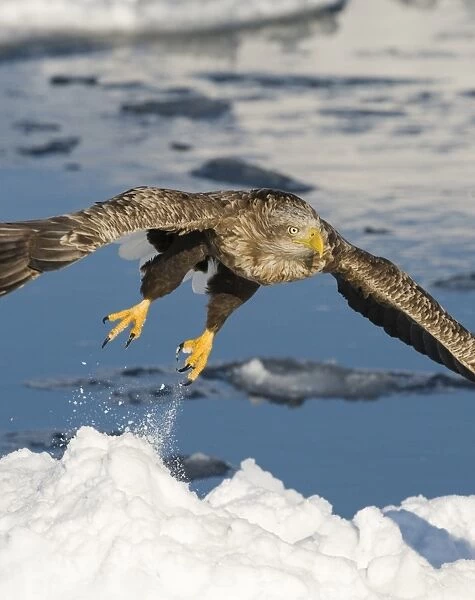 White-tailed Eagle (Sea Eagle) Haliaeetus albicilla adult on ice floe Nemuro Channel