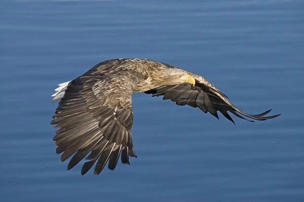 White-tailed Eagle (Sea Eagle) Haliaeetus albicilla Norway