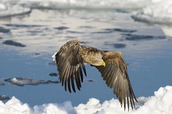 White-tailed Eagle (Sea Eagle) Haliaeetus albicilla adult Nemuro Channel Hokkaido Japan (Note