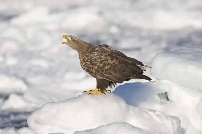 Framed Print : White-tailed Eagle (Sea Eagle) Haliaeetus albicilla adult calling on ice floe Nemuro Framed Print : White-tailed Eagle (Sea Eagle) Haliaeetus albicilla adult calling on ice floe Nemuro