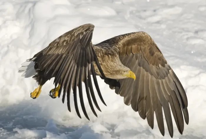Framed Print : White-tailed Eagle (Sea Eagle) Haliaeetus albicilla adult Nemuro Channel Hokkaido Japan (Note