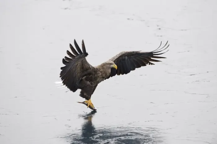 Framed Print : White-tailed Eagle (Sea Eagle) Haliaeetus albicilla adult Nemuro Channel Hokkaido Japan (Note