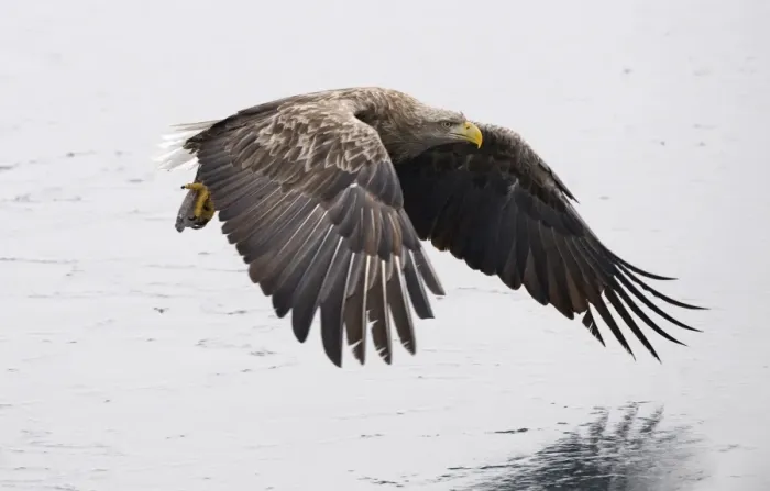 Framed Print : White-tailed Eagle (Sea Eagle) Haliaeetus albicilla adult Nemuro Channel Hokkaido Japan (Note Framed Print : White-tailed Eagle (Sea Eagle) Haliaeetus albicilla adult Nemuro Channel Hokkaido Japan (Note