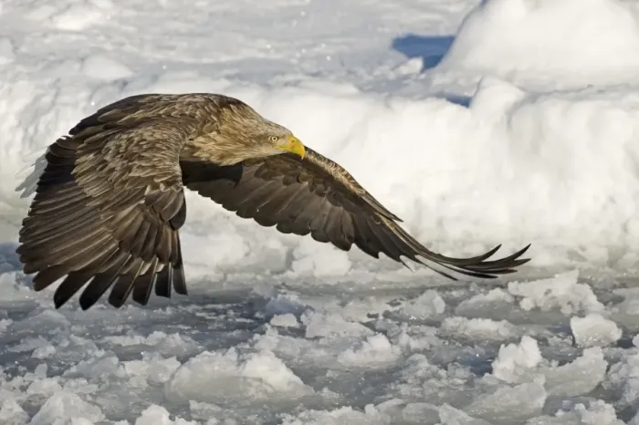 Framed Print : White-tailed Eagle (Sea Eagle) Haliaeetus albicilla adult Nemuro Channel Hokkaido Japan (Note
