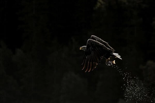 White-tailed Eagle (Sea Eagle) Mull Scotland July