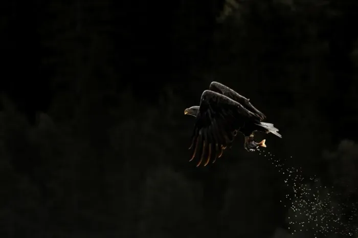 Framed Print : White-tailed Eagle (Sea Eagle) Mull Scotland July Framed Print : White-tailed Eagle (Sea Eagle) Mull Scotland July