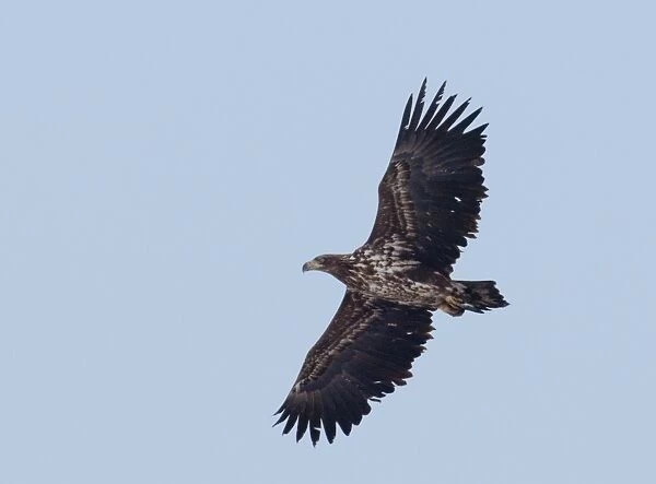 White-tailed Sea Eagle immature Bulgaria winter