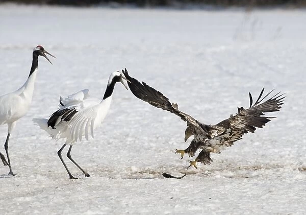 White-tailed (Sea Eagle) snatching fish from Japanese Crane at Akan Hokkaido Japan