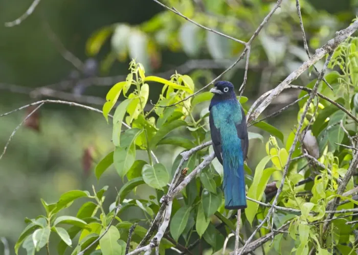 Framed Print : White-tailed Trogon Trogon viridis Amazon River Basin Peru Framed Print : White-tailed Trogon Trogon viridis Amazon River Basin Peru