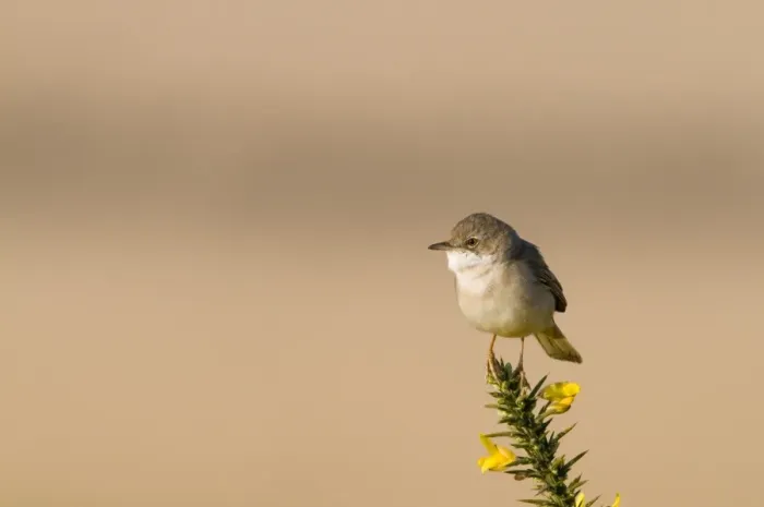 Framed Print : Whitethroat Sylvia communis Minsmere RSPB Reserve May Framed Print : Whitethroat Sylvia communis Minsmere RSPB Reserve May