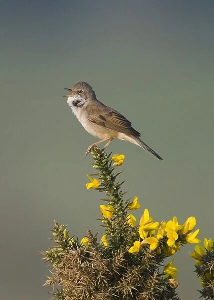 Whitethroat Sylvia communis in song Minsmere RSPB Reserve May