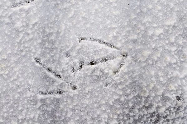 Whooper Swan Cygnus cygnus footprints in snow UK winter