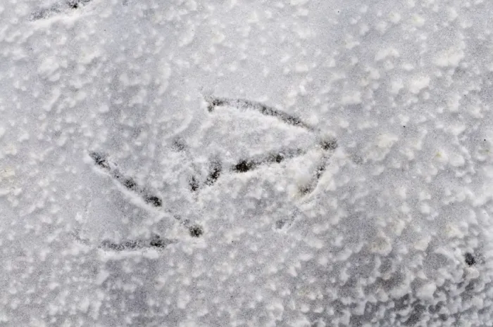 Framed Print : Whooper Swan Cygnus cygnus footprints in snow UK winter Framed Print : Whooper Swan Cygnus cygnus footprints in snow UK winter