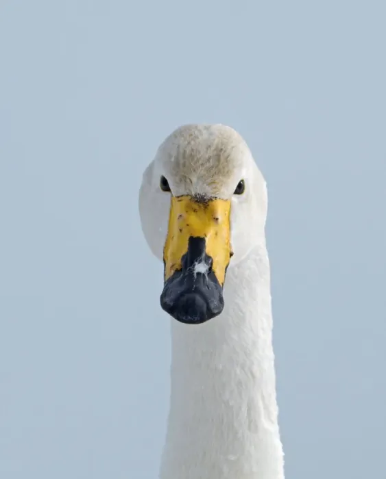 Framed Print : Whooper Swan Cygnus cygnus Hokkaido Japan Framed Print : Whooper Swan Cygnus cygnus Hokkaido Japan