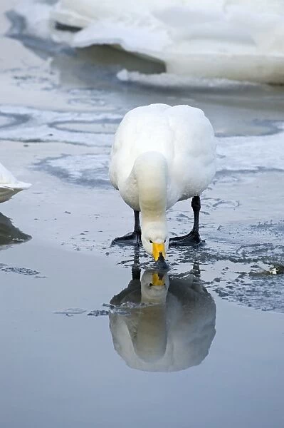 Whooper Swan Cygnus cygnus Hokkaido Japan