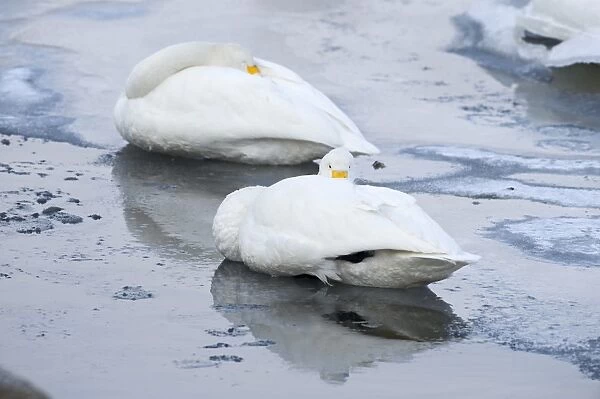 Whooper Swan Cygnus cygnus Hokkaido Japan