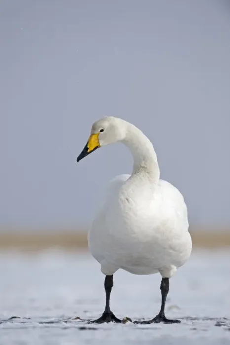 Framed Print : Whooper Swan Cygnus cygnus Hokkaido Japan winter Framed Print : Whooper Swan Cygnus cygnus Hokkaido Japan winter