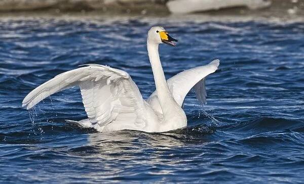 Whooper Swan Cygnus cygnus Hokkaido Japan winter