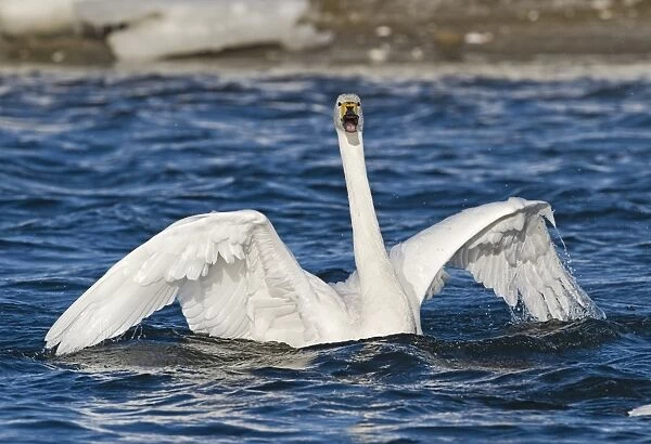 Whooper Swan Cygnus cygnus Hokkaido Japan winter