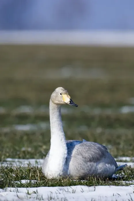 Framed Print : Whooper Swan Cygnus cygnus immature Bulgaria winter
