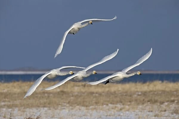 Whooper Swans Cygnus cygnus Hokkaido Japan