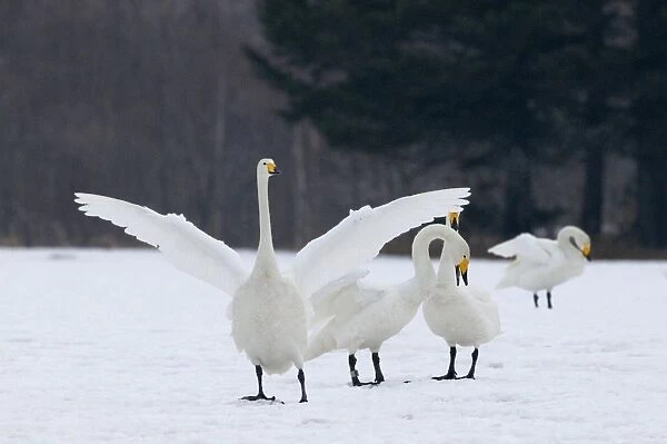 Whooper Swans Cygnus cygnus Hokkaido Japan winter
