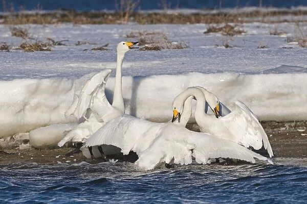 Whooper Swans Cygnus cygnus pair in courtship bonding display and being aggressive