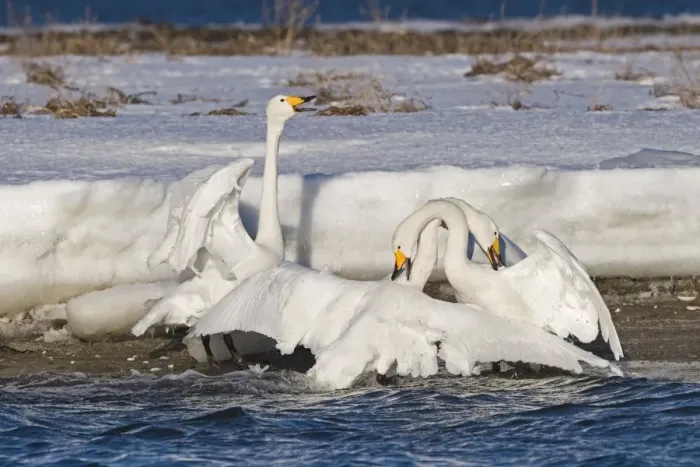 Framed Print : Whooper Swans Cygnus cygnus pair in courtship bonding display and being aggressive Framed Print : Whooper Swans Cygnus cygnus pair in courtship bonding display and being aggressive
