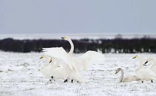 Whooper Swans Cygnus cygnus Solway Dumfries Scotland winter